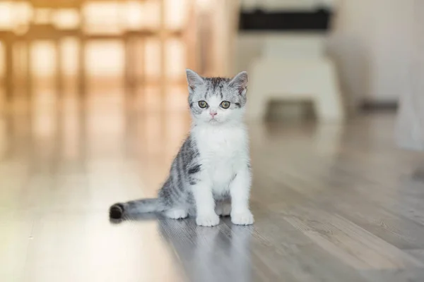 Lindo gatito gris en la acogedora casa —  Fotos de Stock