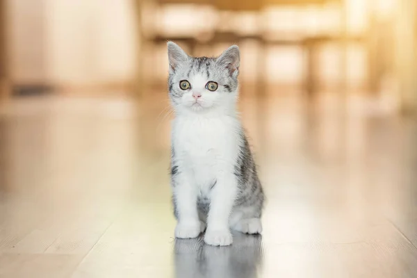 Lindo gatito gris en la acogedora casa —  Fotos de Stock