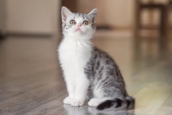 Söt liten grå kattunge i det mysiga hemmet — Stockfoto