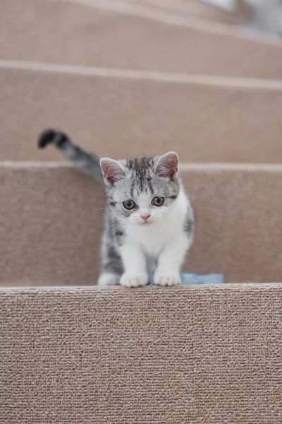 Divertido gatito gris y blanco se sienta en las escaleras suaves en casa acogedora —  Fotos de Stock