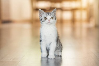 Küçük sevimli gri kedi yavrusu rahat evinde.