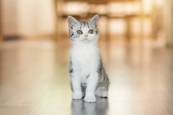 Roztomilé malé šedé kotě v útulném domově — Stock fotografie