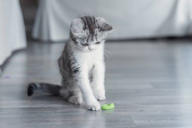 Yavru kedi evde mavi bir kurdeleyle oynuyor..