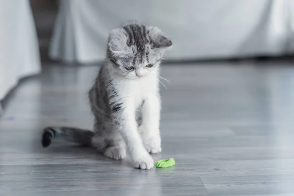 Kattungen leker med ett blått band hemma. — Stockfoto