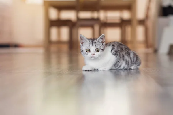 Söt liten grå kattunge i det mysiga hemmet — Stockfoto
