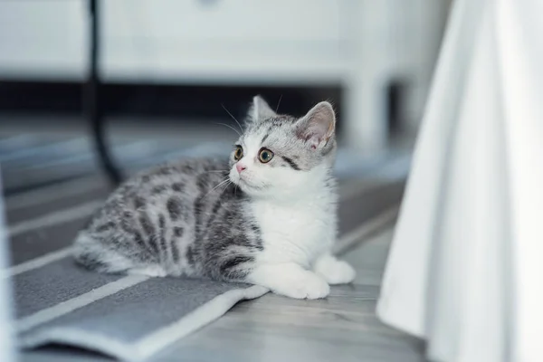 Lindo gatito gris se sienta en el suelo en el interior cerca de la silla. —  Fotos de Stock