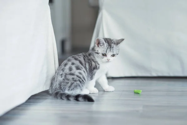 Kattungen leker med ett blått band hemma. — Stockfoto