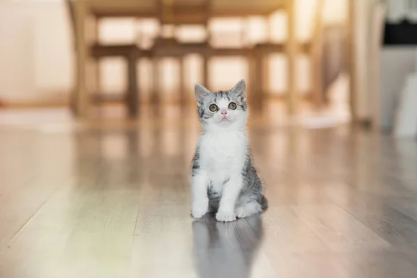 Söt liten grå kattunge i det mysiga hemmet — Stockfoto