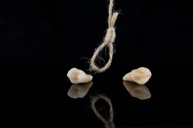 Azıdişi ve köpek dişi, kökleri siyah arkaplandaki iplikle alındıktan sonra..