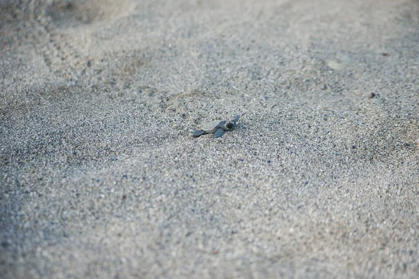 O filhote de tartaruga recém-nascido rasteja ao longo da costa arenosa em direção ao oceano para sobreviver. — Fotografia de Stock