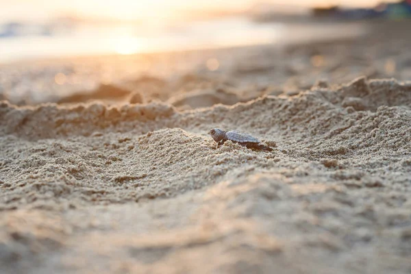 La tartaruga marina incatenata striscia sulla sabbia fino al mare all'alba. Avanti verso una nuova vita. — Foto Stock