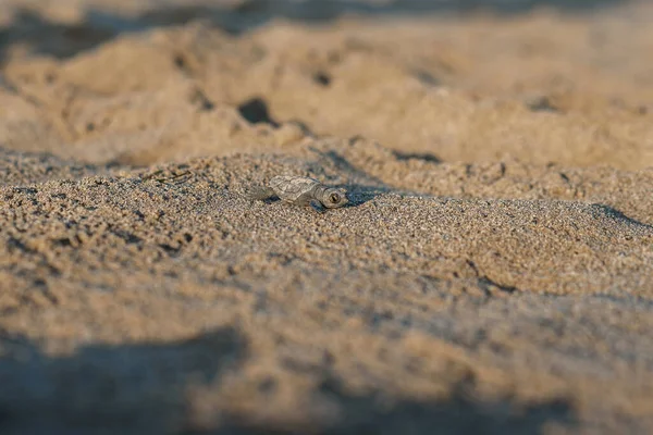 Nowo narodzony żółw morski czołga się wzdłuż piaszczystego brzegu w kierunku oceanu, aby przetrwać. — Zdjęcie stockowe