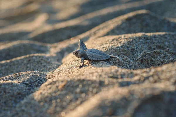 Il cucciolo di tartaruga marina appena nato striscia lungo la riva sabbiosa in direzione dell'oceano per sopravvivere. — Foto Stock
