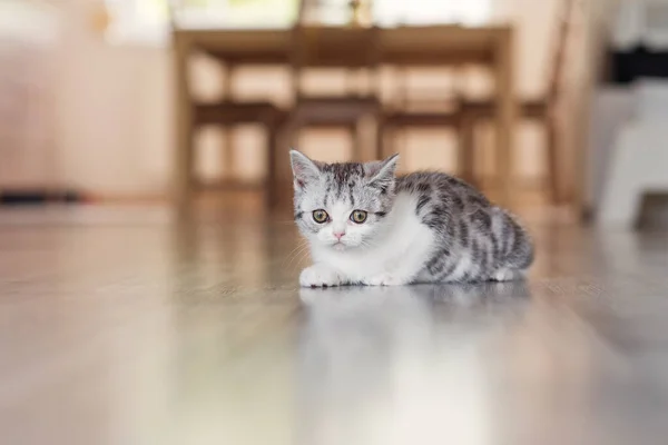 Cute little grey kitten in the cozy home — Stock Photo, Image