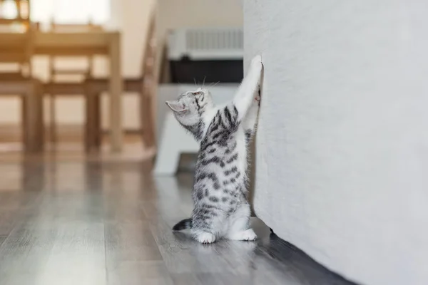 Söt liten grå kattunge i det mysiga hemmet — Stockfoto