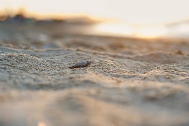 Yeni doğmuş deniz kaplumbağası yavrusu hayatta kalmak için kumlu kıyılarda sürünür..