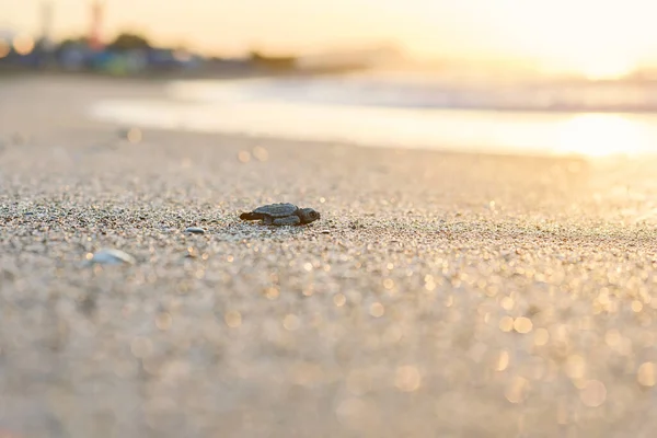 Gebroed zeeschildpad kruipt op zand naar de zee bij zonsopgang. Op weg naar een nieuw leven. — Stockfoto