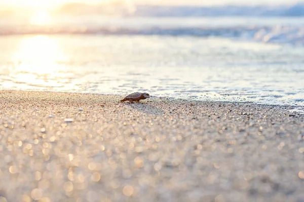 Gebroed zeeschildpad kruipt op zand naar de zee bij zonsopgang. Op weg naar een nieuw leven. — Stockfoto