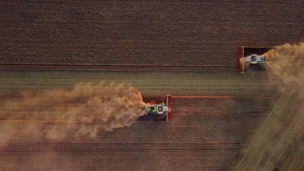 Аерофотозйомка сучасних комбайнів, що працюють у полі. Комбайни збирають пшеницю на полі під час заходу сонця . — стокове відео