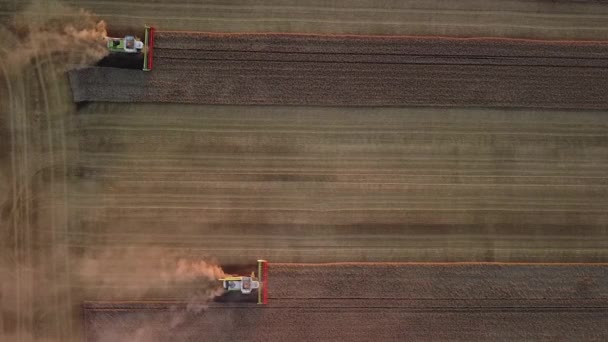 Pemandangan udara dari pemanen modern yang bekerja di lapangan. Menggabungkan panen gandum di ladang saat matahari terbenam. — Stok Video