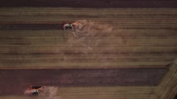 Widok z lotu ptaka nowoczesnych kombajnów pracujących w terenie. Łączy zbiory pszenicy na polu o zachodzie słońca. — Wideo stockowe