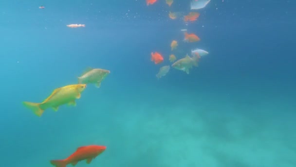 Pohyb barevných koi ryb v průzračné vodě jezera. Zlaté rybky v malém rybníčku. Podvodní záznam. — Stock video