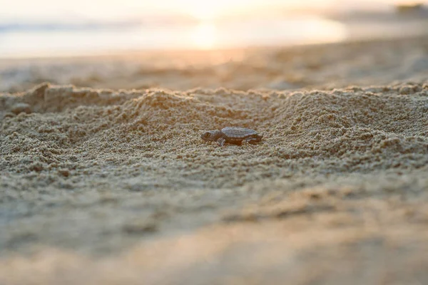 La tartaruga marina incatenata striscia sulla sabbia fino al mare all'alba. Avanti verso una nuova vita. — Foto Stock