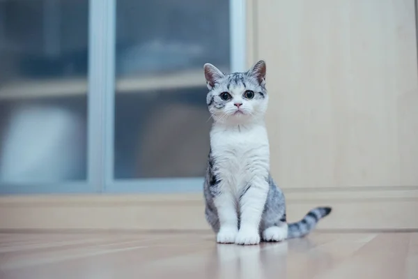 Söt liten grå kattunge i det mysiga hemmet — Stockfoto