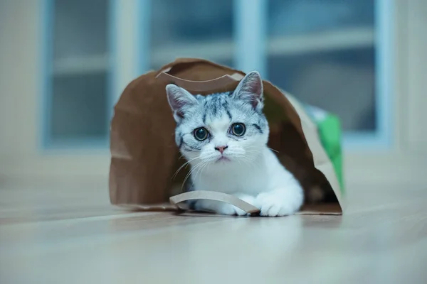 Gato divertido con grandes ojos amarillos se ve por curiosidad de una bolsa de papel artesanal. Animales divertidos jugando en casa. Gato se sienta en una bolsa de papel. — Foto de Stock