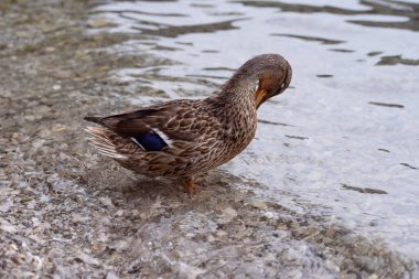 Doğal ortamda, dağ gölü kıyısında bir ördek. Dişi gri ördek kuşu suyun kenarında.