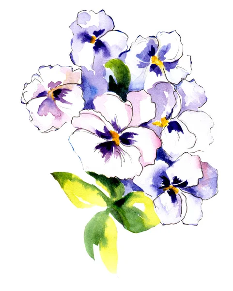 Dessin Aquarelle Fleurs Violettes — Photo