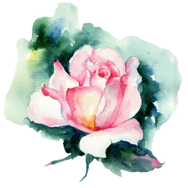 Малюнок Рожевої Троянди Акварелі — стокове фото