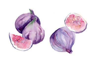 Beyaz arka planda incir suluboya çizimi. Sağlıklı beslenme. Vejetaryen yemeği. Tatlı olarak tatlı. Sebze dilimi.