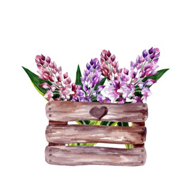 Beyaz arka planda bahar çiçekleri olan ahşap kutuların suluboya çizimi. Sümbül. Düğün için dekorasyon, Sevgililer Günü. Aşk.