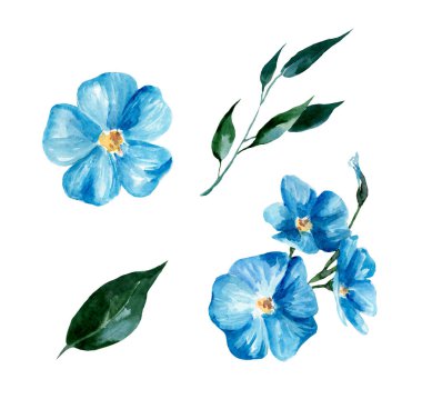 Beyaz arkaplanda mavi keten çiçekleri.