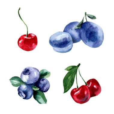 Meyveli suluboya çizimler. Beyaz arka planda yabanmersini, erik, kiraz. Sağlıklı yiyecekler. Vejetaryenlik.