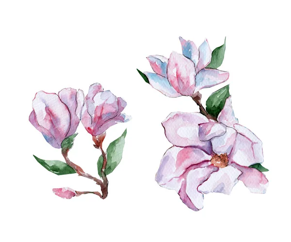 Ilustração Aquarela Com Magnólias Rosa Folhas Flores Primavera — Fotografia de Stock