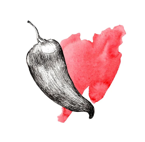 Paprika Grafikával Akvarellekkel Illusztrálva Vízfestékfolt Piros Fekete Vonalrajz — Stock Fotó