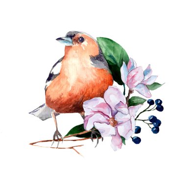 Beyaz arka planda mognolia çiçekli ve böğürtlenli bir karga resmi. Kuşlar. Bahar.