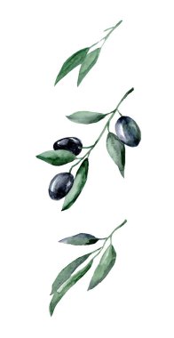 Beyaz arka planda yeşil yapraklı zeytinlerin suluboya çizimi.