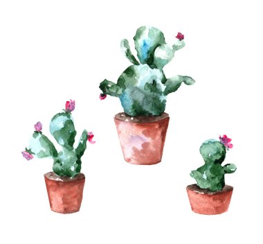 Suluboya çizimleri. Beyaz arka planda çiçekli kaktüs. Ev bitkileri.