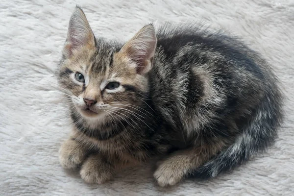 비색의 귀여운 쇼트어 고양이 바닥에 — 스톡 사진