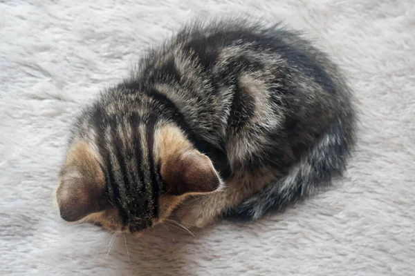 Top View Cute Brown Tabby Amerykański Krótkowłosa Kotek Śpi Południe — Zdjęcie stockowe