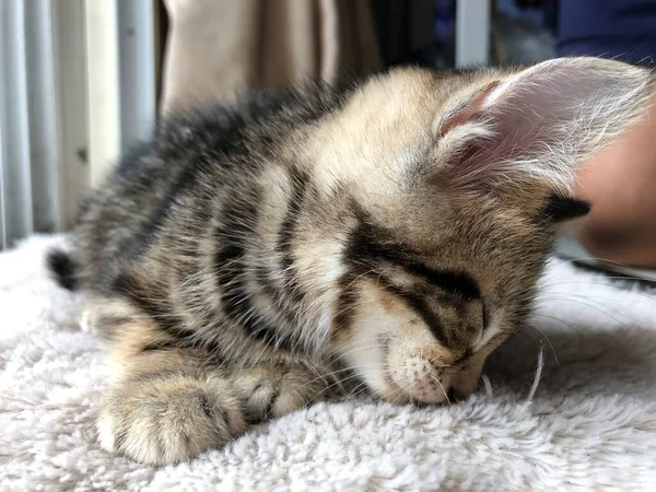 selective focus sleepy head of  cute brown tabby American Shorthair kitten cat on fur floor