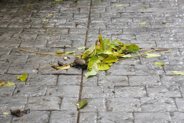 Σκουπίζοντας Φύλλα Φραγκοστάφυλου Πεφταστέρι Στο Πέτρινο Πεζοδρόμιο Στον Κήπο Του — Φωτογραφία Αρχείου