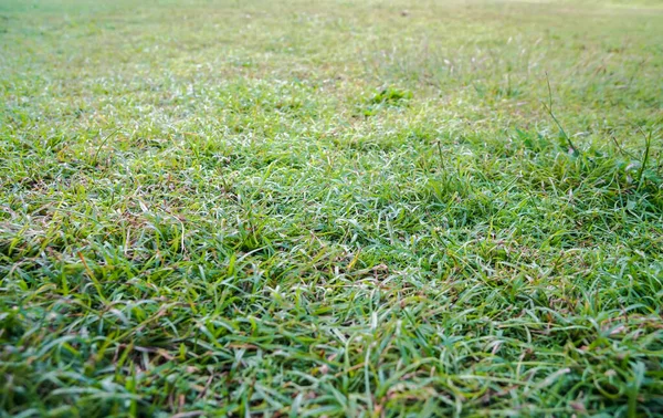 Selektiver Fokus Grünes Gras Hinterhof Des Hauses Sommer — Stockfoto