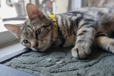 Şirin Amerikan Shorthair kedi yavrusu yerde yatıyor.