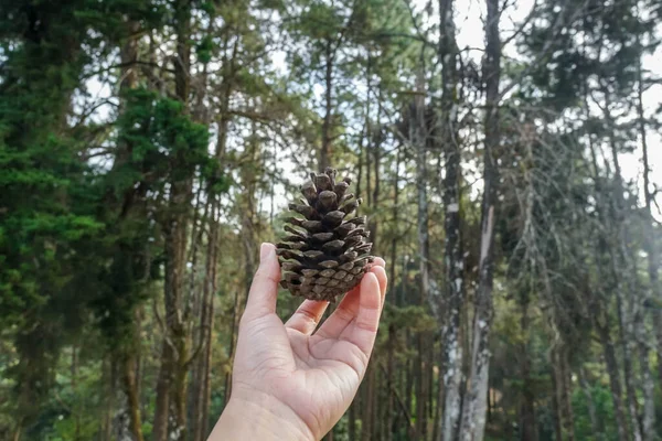 woman left hand holds dried pine cone in the green pine forest in the North of Thailand