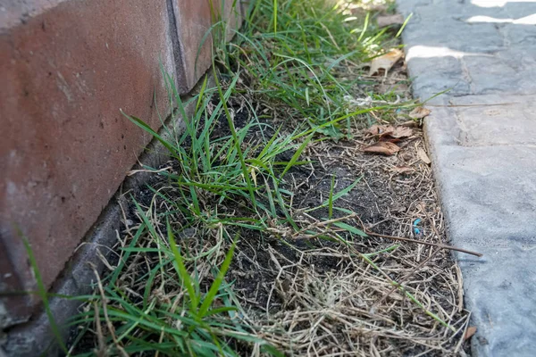 緑の草は家の裏庭の土で育ち — ストック写真
