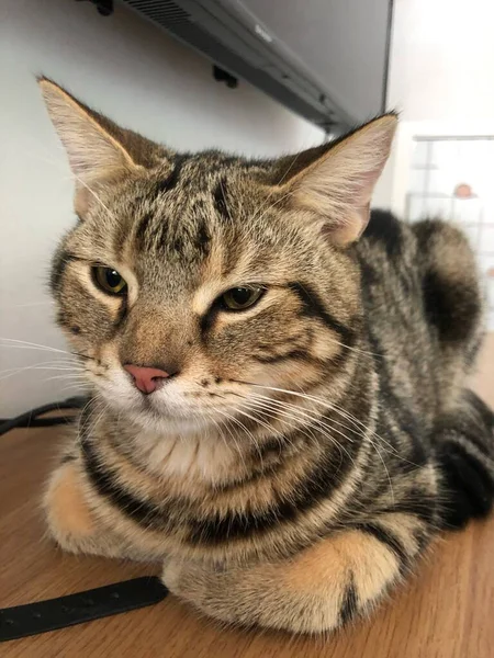 Vicino Giovane Gatto Americano Shorthair Sdraiato Sul Pavimento Riposare Casa — Foto Stock